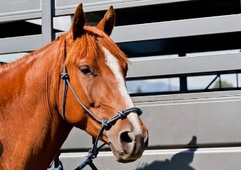 Blog 2 animales paises bajos