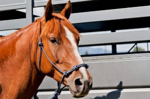 Blog 2 animales paises bajos